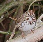 Song sparrow diets consist of seeds, fruits, and insects.