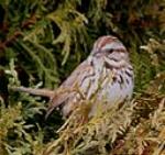 The song sparrow is one of the few birds with a large geographic variation in coloration and plumage