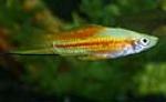 Swordtails are active fish and often chase other smaller fish