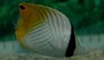 Threadfin butterflyfish are not reef safe