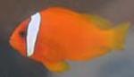 As it matures the tomato clownfish may become aggressive