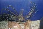 Volitan Lionfish are meat eaters and can kill and eat smaller tankmates