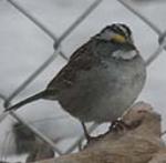 Although they look nothing alike, the White-throated Sparrow and the Dark-eyed Junco occasionally ma