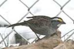 White-throated Sparrow, sparrow, bird, song bird