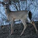 White tail deer out at dusk in spring