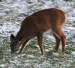 white tail deer pic