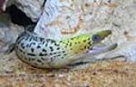 Yellow Head moray Eel is one of the more colorful Eels available to the marine hobbyist. 