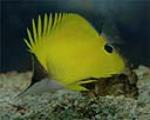 Yellow longnose butterflyfish is a relatively hardy fish