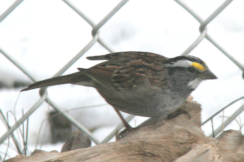 White-throated Sparrow, sparrow, bird, song bird