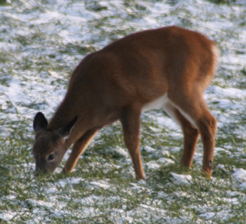 white tail deer pic