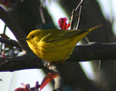 yellow warbler