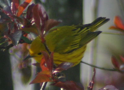 yellow warbler picture