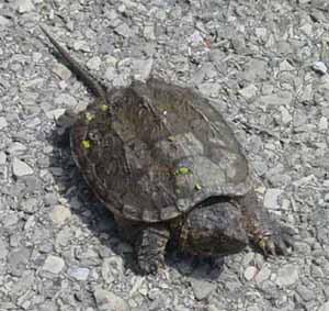 young snapping turtle