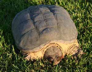 picture of adult snapping turtle