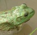 Bullfrog thumbnail