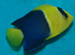 bicolored angelfish thumbnail