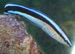 cleaner wrasse thumb