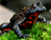 fire bellied toad thumb