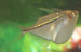 hatchetfish common thumbnail