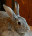 rabbit thumbnail