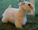 sealyham terrier thumbnail