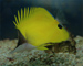 yellow longnose butterflyfish thumb